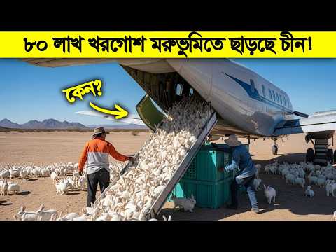 চীন ৮০ লাখ খরগোশ মরুভুমিতে ছাড়ে ! এক বছর পর গোটা বিশ্ব হতভম্ব হয়ে যায় ! thumbnail