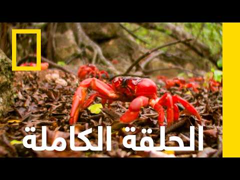 الحلقة الرابعة | تجارب البريّة | ناشونال جيوغرافيك أبوظبي thumbnail