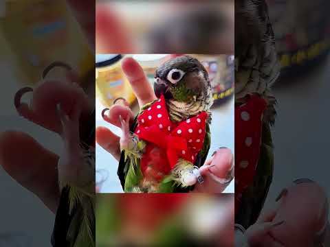 🦜❤️ الببغاء الأذكى والأكثر لطفًا في العالم 🛏️✨ thumbnail
