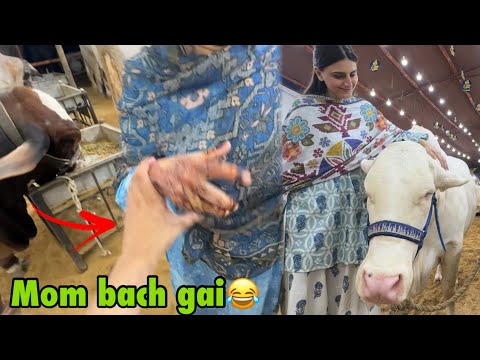 Aj ham Gaye cow Mandi mom ko takkar lag jati? | Boht mehangi Mandi hai is saal 2026? thumbnail