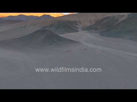 Kiangs roaming across the high-altitude plains of Rongo Village Ladakh thumbnail