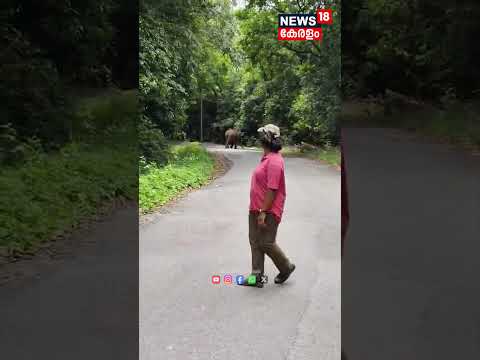 ചുരം പാതയില്‍ ബൈക്കിന് മുന്നിൽ കാട്ടാന; അദ്ധ്യാപകൻ രക്ഷപെട്ടത് തലനാരിഴക്ക് | Nelliyampathy | N18S thumbnail