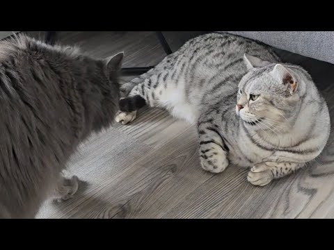 Was die Katzen zum Neuankömmling sagen thumbnail