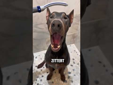 Gefährlicher Dobermann beim Hundefriseur ohne Maulkorb thumbnail