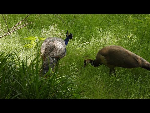 Indian Peafowl pair foraging in Wilderness Orchard thumbnail
