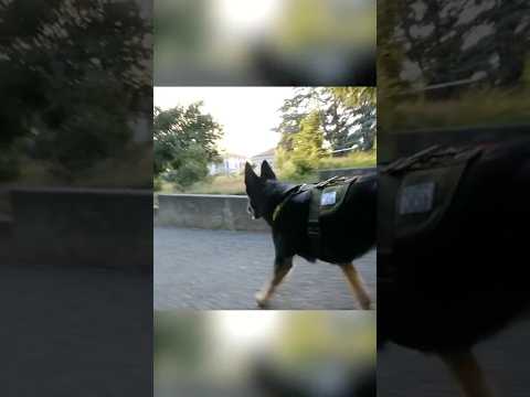 How to Escape a Police Sniffing Dog thumbnail