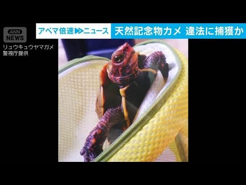 天然記念物のカメを沖縄で捕獲か　ペットショップ経営者ら2人逮捕(2026年5月14日) thumbnail