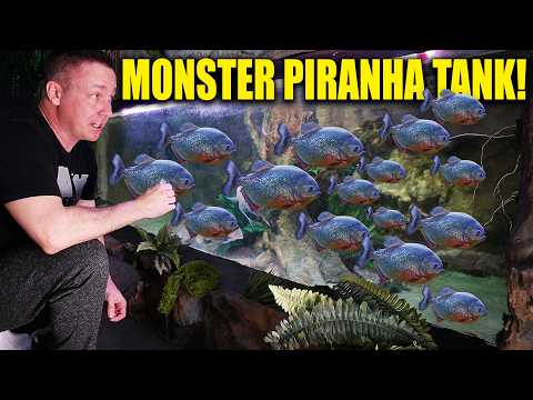 Turning my BIGGEST aquarium into a PIRANHA fish tank! thumbnail
