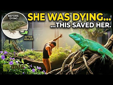 How I Saved a Dying Lizard in My Giant Vivarium thumbnail