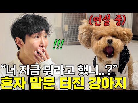 이젠 사람 말을 하는 천재견 토리... 너가 개통령 할래? thumbnail