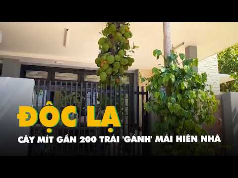 Độc lạ cây mít gần 200 trái 'gánh' mái hiên nhà ở Đà Nẵng thumbnail