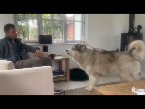 Talking Husky Tries To Tell US Something! Does Howling Work?? thumbnail