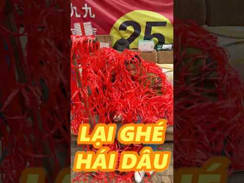 LẠI GHÉ QUA PHÁ VƯỜN DÂU BÀ CHỊ thumbnail