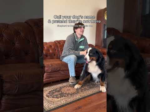 They think I’ve finally lost it 😂 How would your dogs react? #belgianmalinois #bernesemountaindog thumbnail