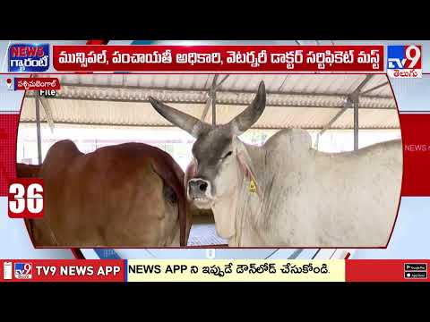 West Bengal Imposes Strict Rules on Animal Slaughter | పశ్చిమబెంగాల్ లో జంతు వధపై కఠిన నిబంధనలు -TV9 thumbnail