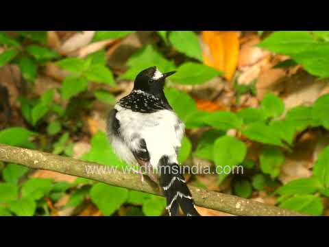 Spotted Forktail perched beside Himalayan mountain stream thumbnail