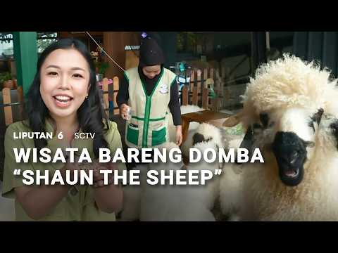 Serunya Main "Salon-salonan" Bareng Domba Valais "Shaun The Sheep" Lucu Asal Swiss | Liputan 6 thumbnail