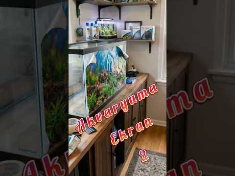 Akvaryum Arkasına Ekran thumbnail