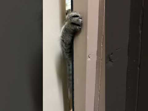 放送室に入りたいコテン #猫のいる暮らし thumbnail