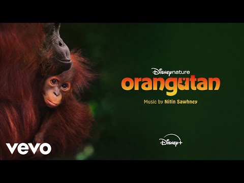 Nitin Sawhney - Meet Zaki (From "Disneynature: Orangutan"/Score/Audio Only) thumbnail
