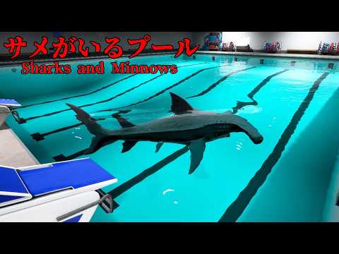 去年大流行した「サメがいるプール」が舞台のホラーゲーム『 Sharks and Minnows 』 thumbnail