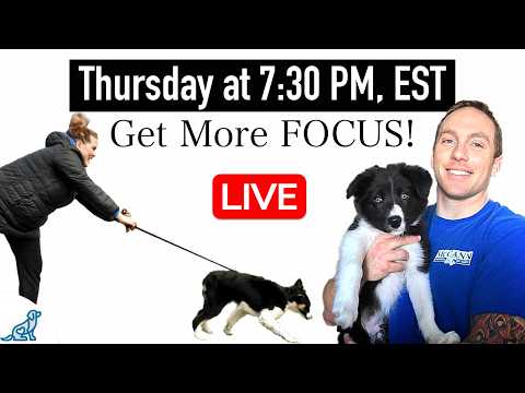5 Tips To Get More Focus In Your Dog Training 👀 thumbnail