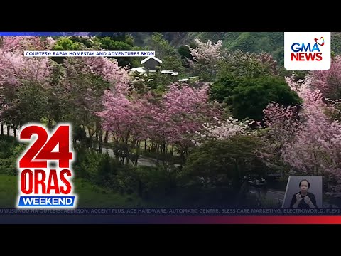 Kalsada sa Impasug-ong, Bukidnon, tadtad ng mga punong mala-cherry blossoms | 24 Oras Weekend thumbnail