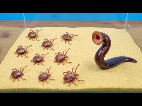 ¡SANGUIJUELA SANGUINARIA vs GARRAPATAS CHUPASANGRE! ¿Quién ganará? thumbnail
