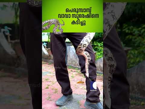 പെരുമ്പാമ്പ് വാവാ സുരേഷിനെ കടിച്ചു #snakemaster #vavasuresh #python thumbnail