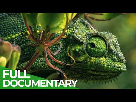 Nature's Greatest Talents: The Ultimate Animal Survival Guide | Free Documentary Nature thumbnail