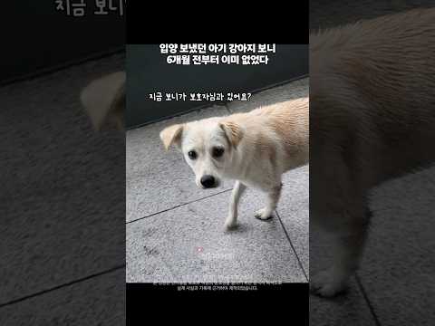 입양 보냈던 아기 강아지 보니, 6개월 전부터 이미 없었다 thumbnail