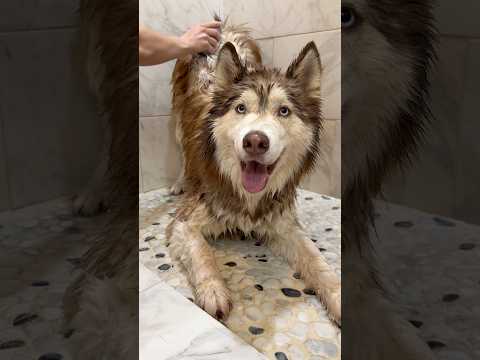 Does your dog enjoy baths? thumbnail