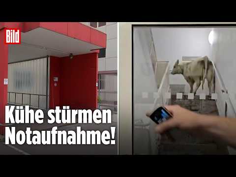Alarm in Wolfhagen: Kühe in der Notaufnahme! thumbnail