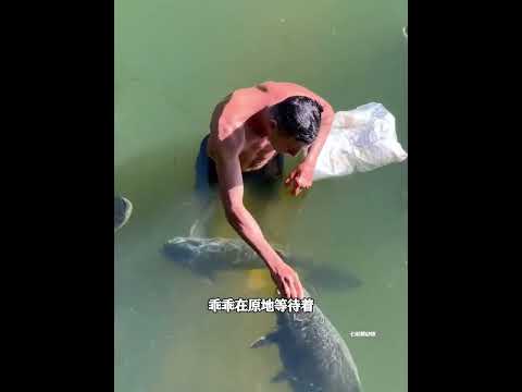 男人游泳被一群小鱼包围，拿来食物投喂后，发现它们竟懂得感恩 thumbnail
