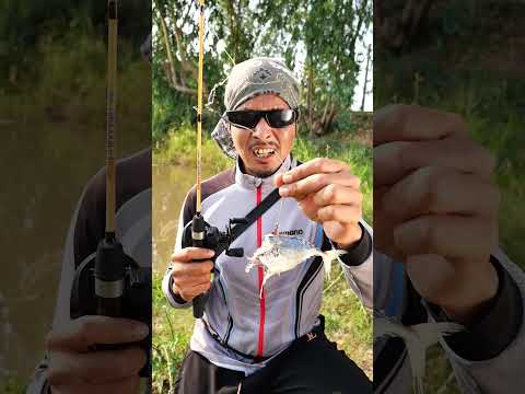 สายเหยื่อสด มีตัวเป็นโดน🎣😆🤣 #ตกปลา #สายเหยื่อสด thumbnail