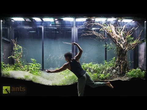 An ANT WAR Broke Out in My Giant Grasslands Vivarium thumbnail