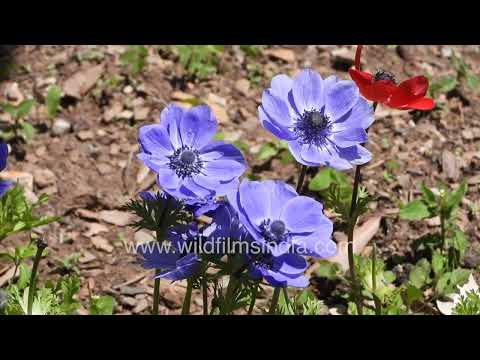 Anemone coronaria flowers blooming in ornamental garden bed thumbnail