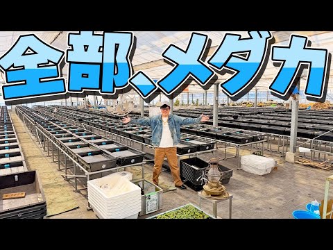 春だよ!!メダカ、集合〜!! thumbnail