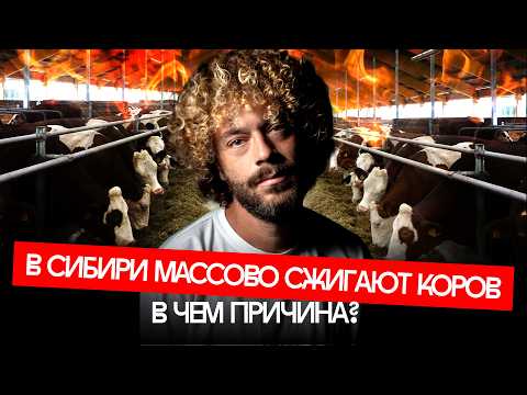 Эпидемия лжи: что не так с коровами в Сибири thumbnail