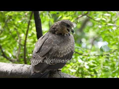 Black Kite perched in the canopy of Wilderness Orchard thumbnail