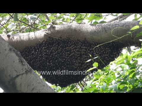 Giant honey bee colony of Apis dorsata on an exposed tree branch thumbnail