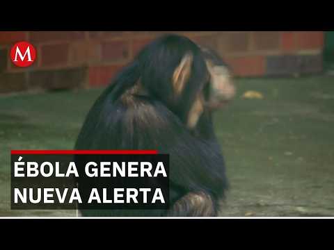 Expertos alertan que el consumo de fauna silvestre favorece brotes de ébola en África thumbnail