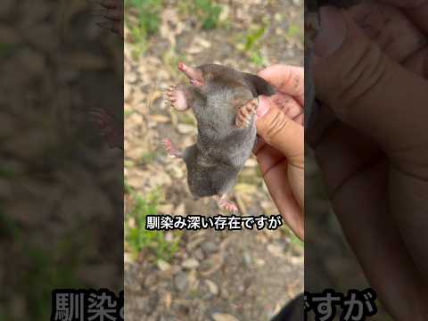 モグラの食べ方を教えます thumbnail