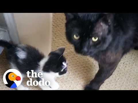 18-Pound Cat Becomes Dad to Teeny Kitten and Never Leaves Her Side | The Dodo thumbnail