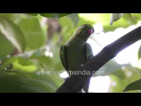 Rose-ringed Parakeet hidden among the foliage in Wilderness Orchard thumbnail