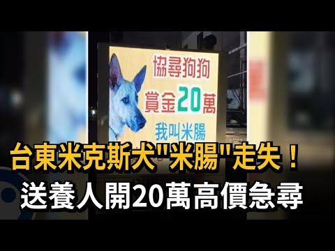 台東米克斯犬「米腸」走失！ 送養人開20萬高價急尋－民視新聞 thumbnail