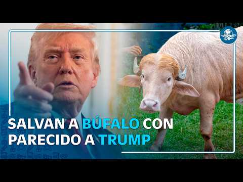 Búfalo “Donald Trump” es salvado del sacrificio y llevado a zoológico thumbnail