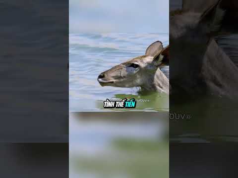 Linh dương bị bầy chó hoang săn mồi thumbnail