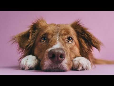 Stress Relief Music to Relax Worried Dogs thumbnail