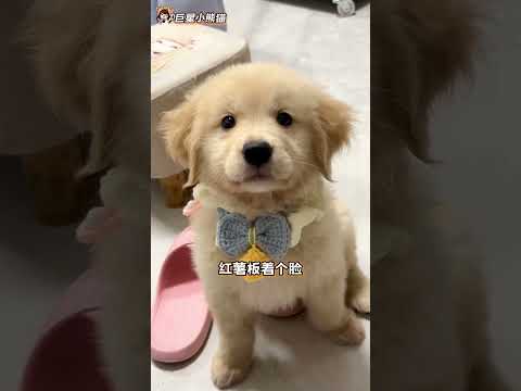 小狗的世界很小，小到你就是它的全世界#小狗 #萌宠 #金毛 #治愈 #万万没想到 thumbnail